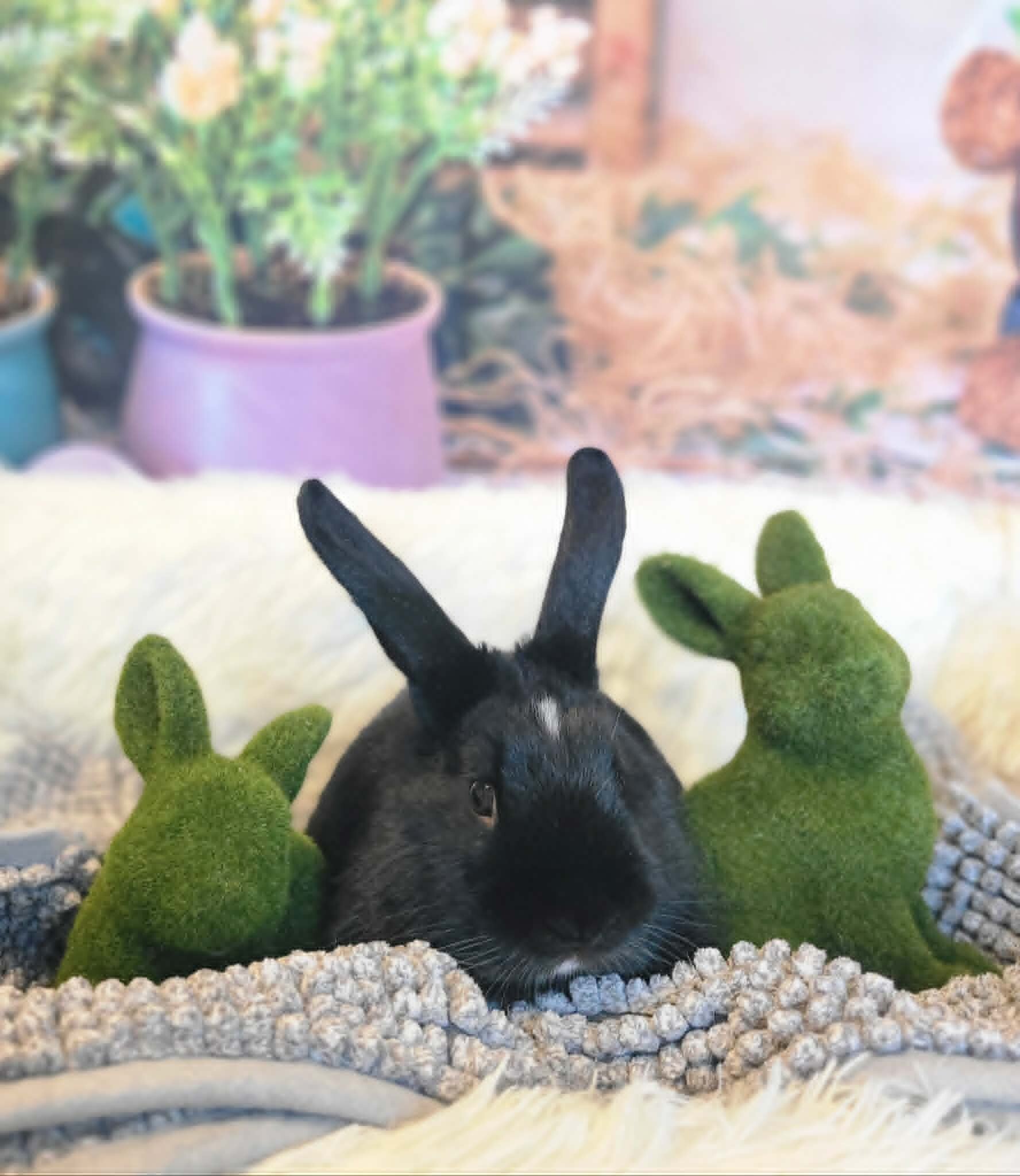 Picture of the Animal Listed